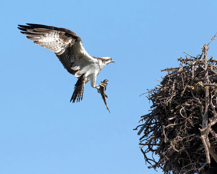 Fish for the Chicks Photograph by Lois Lake - Fine Art America