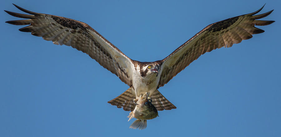 Fish Hawk Photograph by Kevin McFadden - Pixels