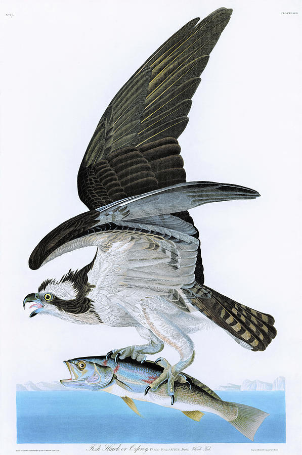 John James Audubon Painting - Fish Hawk or Osprey - Digital Remastered Edition by John James Audubon