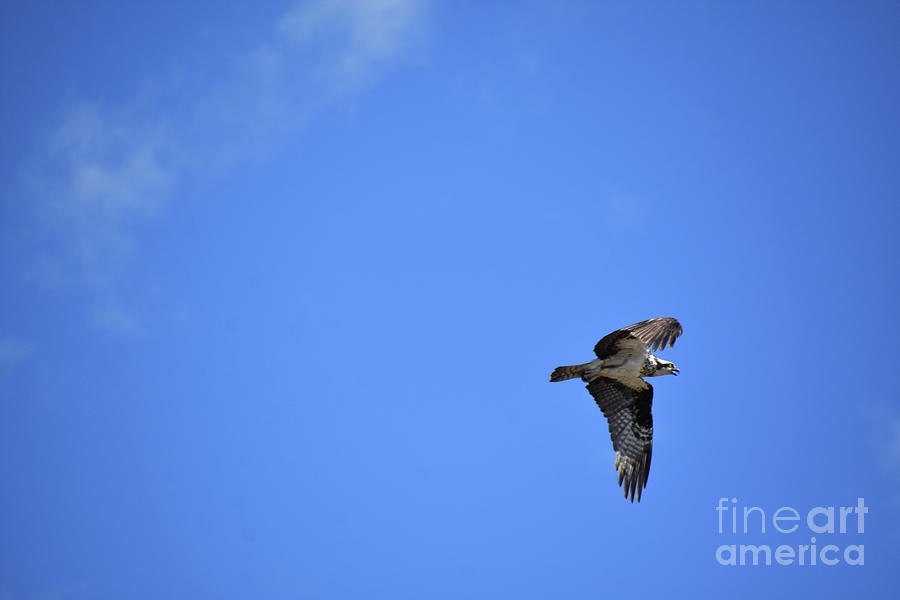 Fish Hawk with Wings Folded in Flight Photograph by DejaVu Designs ...