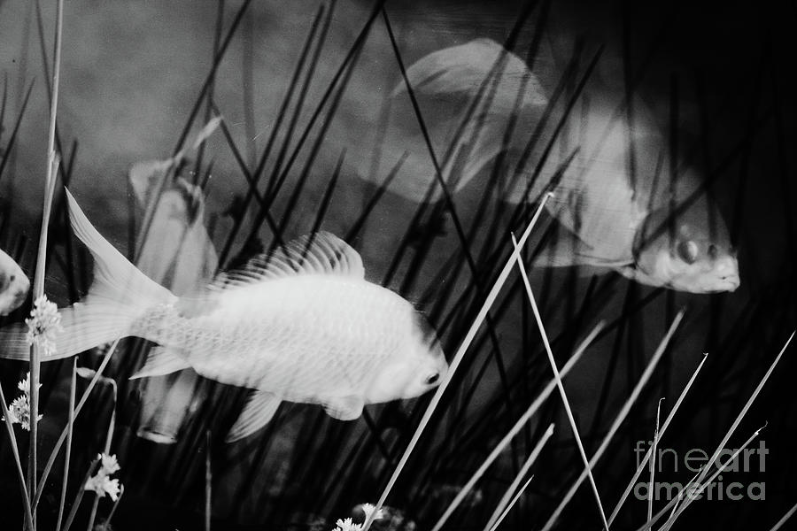 Fish in a Tank bw Photograph by Eddie Barron