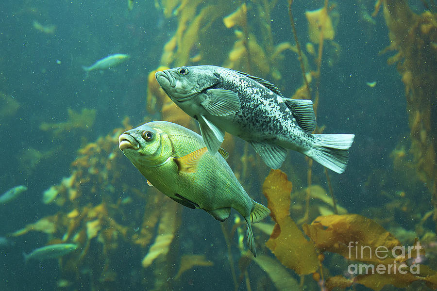 Fish in an Aquarium  Photograph by Mimi Ditchie
