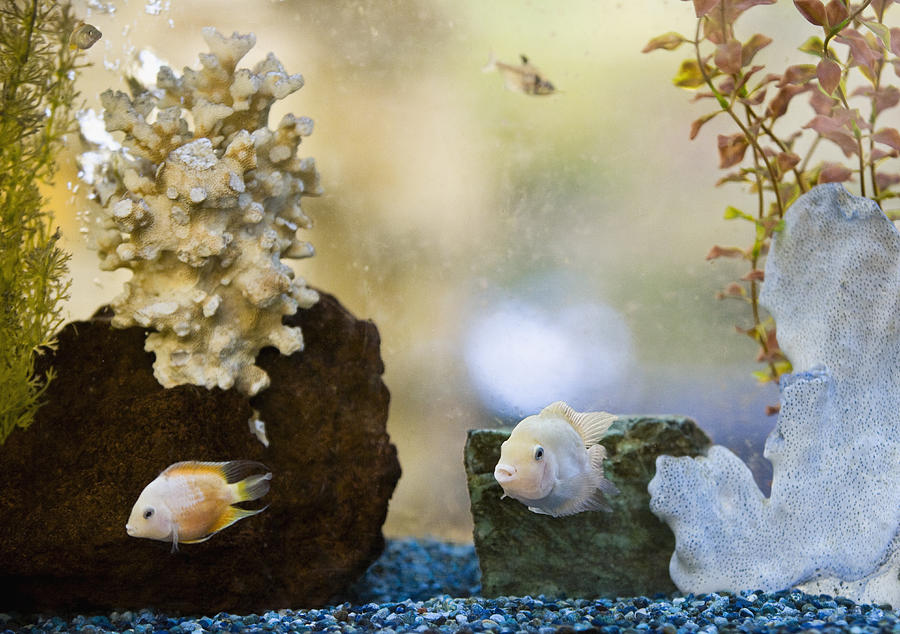 Fish in aquarium Photograph by Andersen Ross