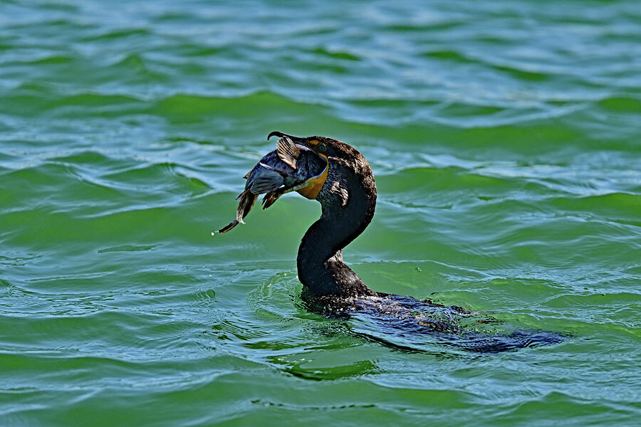 Fish in the Air - Bird in the water Photograph by Amazing Action Photo Video