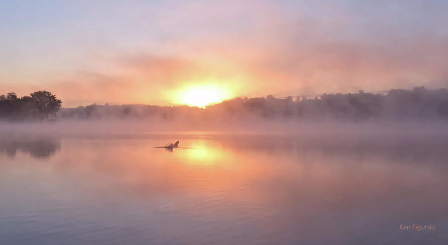 Fish Jumping Out Of Water Sunrise Photograph by Ken Figurski