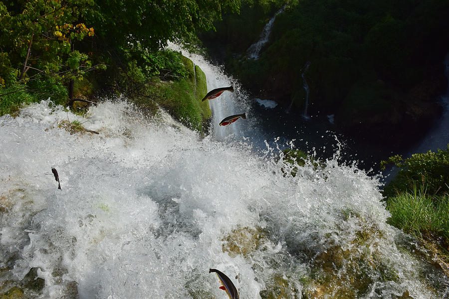 Fish Jumping Photograph by Will Burlingham