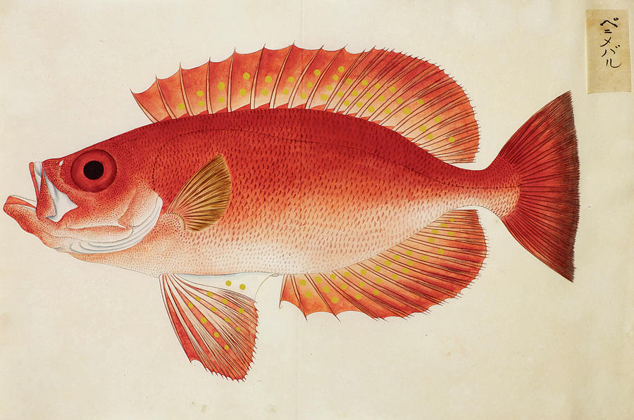 Fish Painting by Kawahara Keiga - Fine Art America