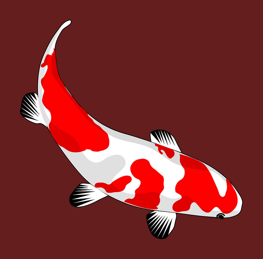 Fish Koi Red White Nishikigoi Common Carp by Jeff Creation