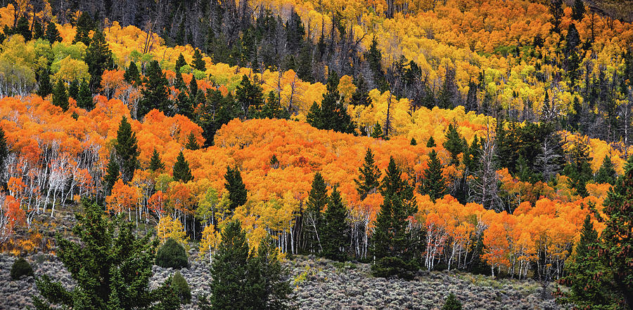 https://images.fineartamerica.com/images/artworkimages/mediumlarge/3/fish-lake-fall-colors-utah-abbie-matthews.jpg