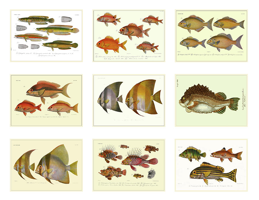 Fish Miniatures Digital Art by Lorena Cassady