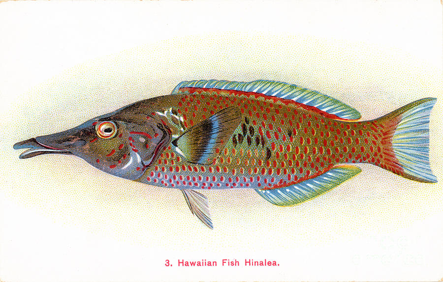 Fish of Hawaii - a Hinalea. 1908 Photograph by David Lombard - Fine Art ...