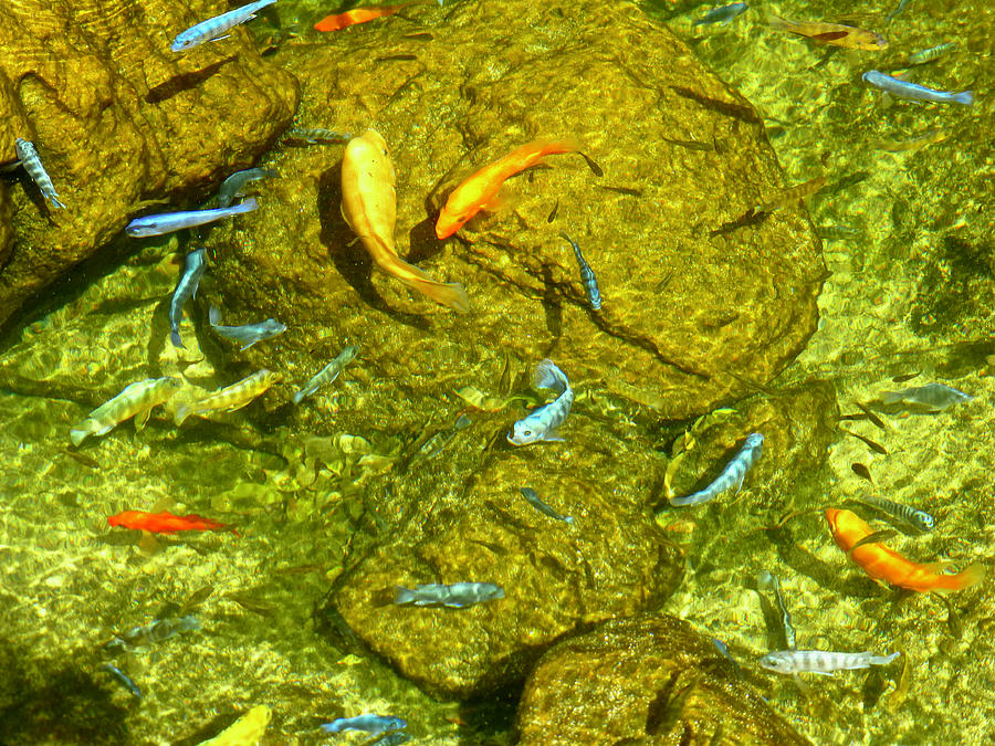 Fish Pond Waikiki Photograph by Amelia Racca