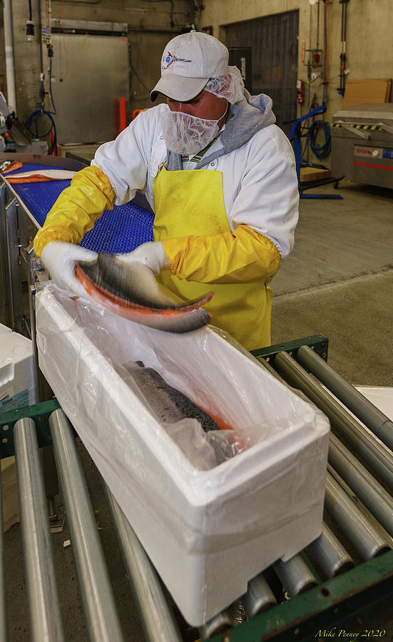 Fish Processing 23 Photograph by Mike Penney | Fine Art America