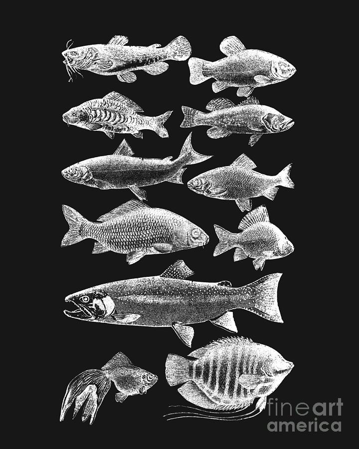 Fish Mixed Media - Fish species chart in black and white by Madame Memento