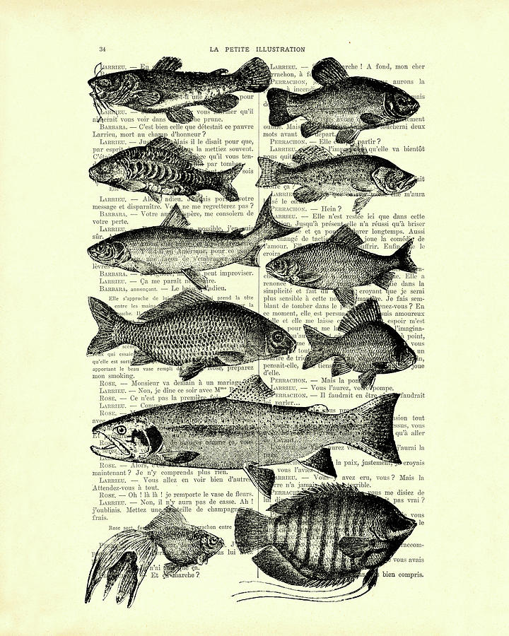Fish Digital Art - Fish species collection in black and white by Madame Memento