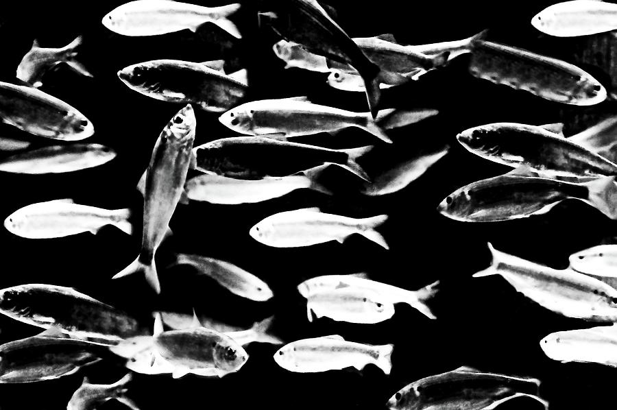 Fish To Fry Photograph by Diana Angstadt