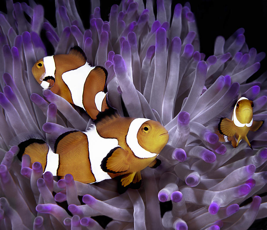 Fish: Tropical saltwater, clownfish, anemonefish (Amphiprion Ocellaris) Photograph by JodiJacobson