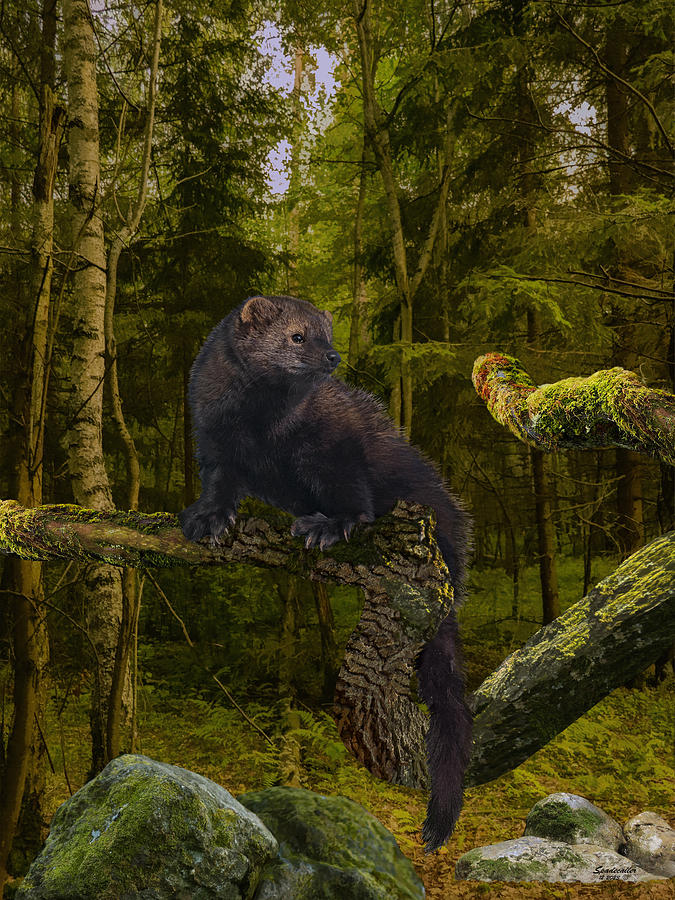 Fisher in Boreal Forest Digital Art by Spadecaller