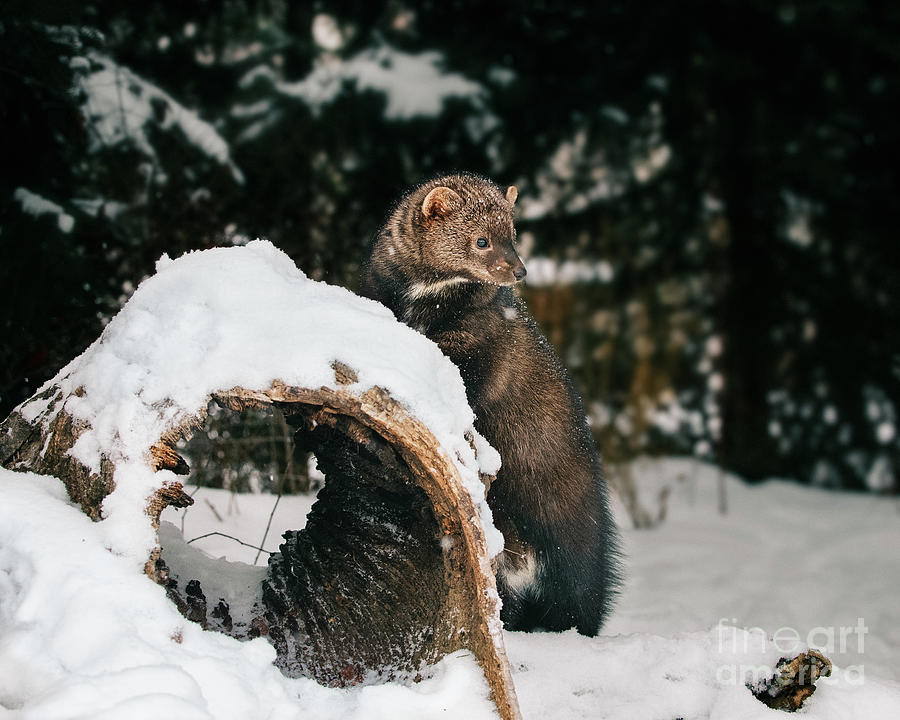 Fisher in winter snow Photograph by Melody Watson - Fine Art America