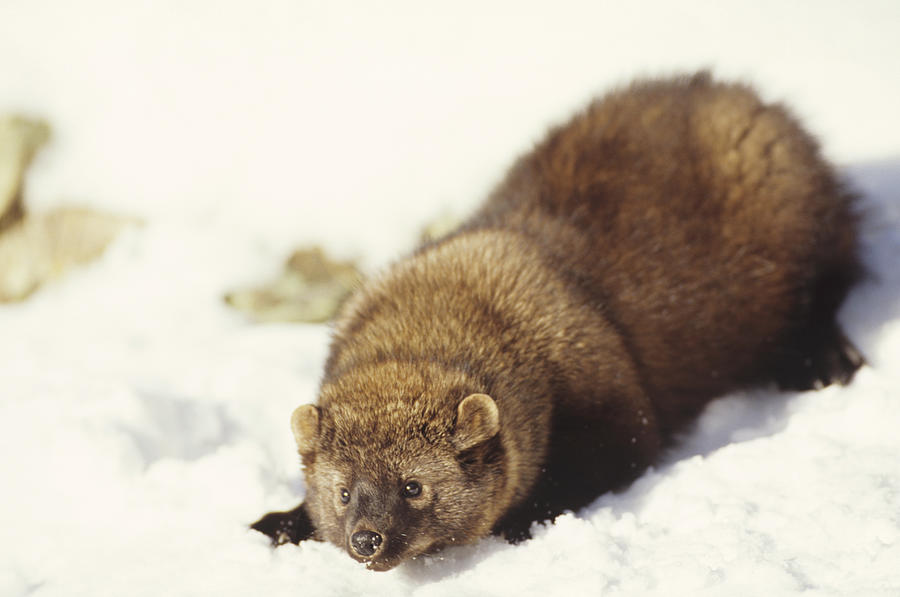 Fisher on snow, British Columbia, Canada Photograph by Tom Brakefield