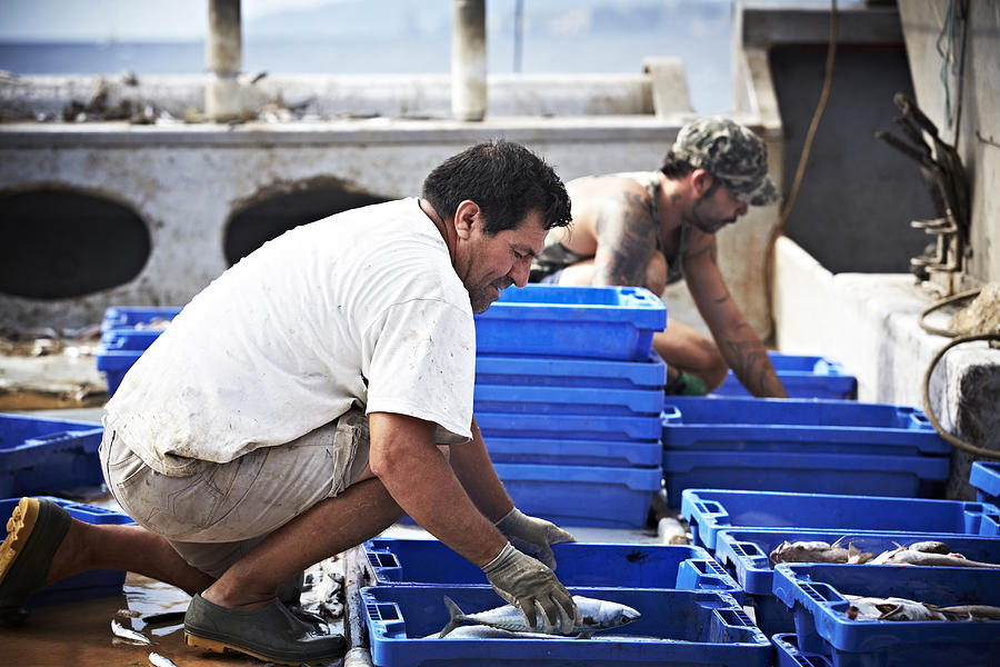 Fishermen arranging fish in crates Photograph by Morsa Images