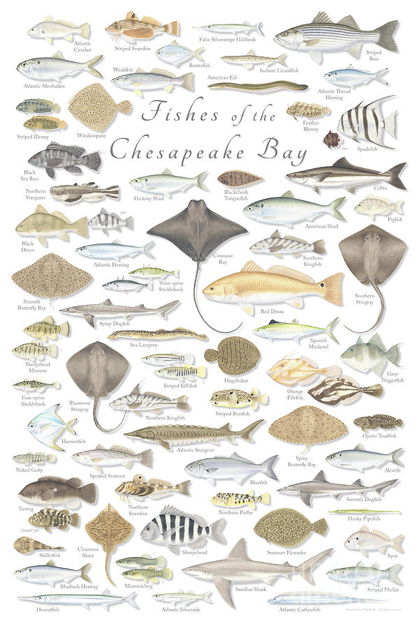 Fishes of the Chesapeake Bay Painting by Val Kells