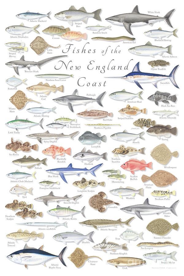 Fishes of the New England Coast Painting by Val Kells