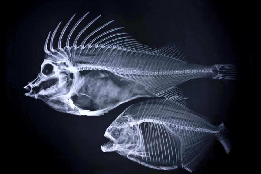 Fishes x-ray Photograph by Grecosvet