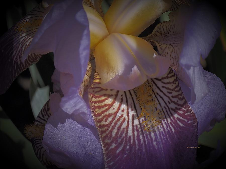 Fisheye Iris Photograph by Richard Thomas