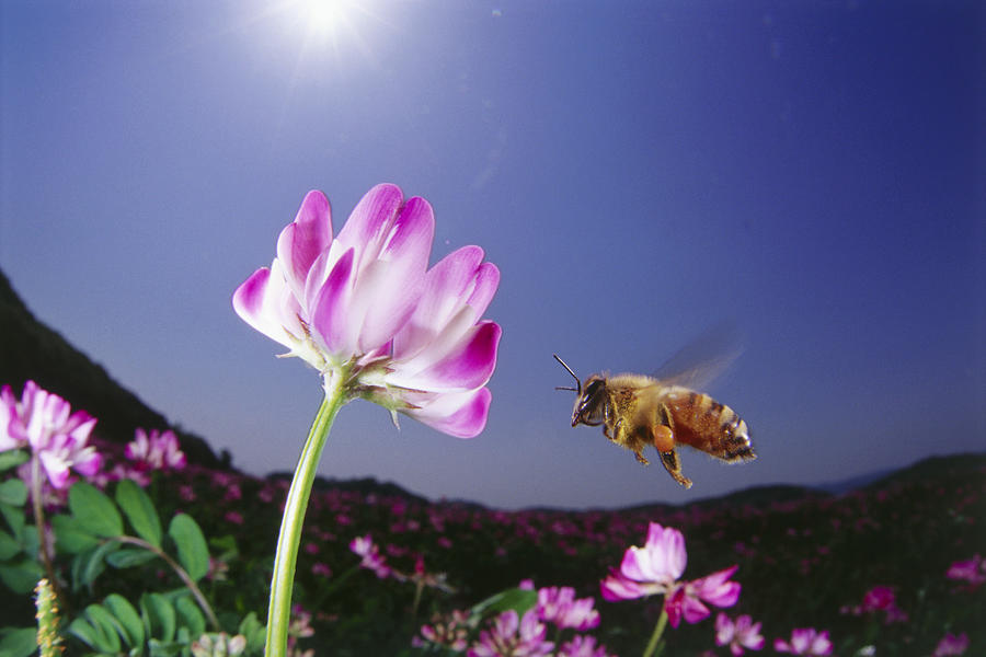 Fisheye view of bee approaching pink flower, close up Photograph by Dex Image