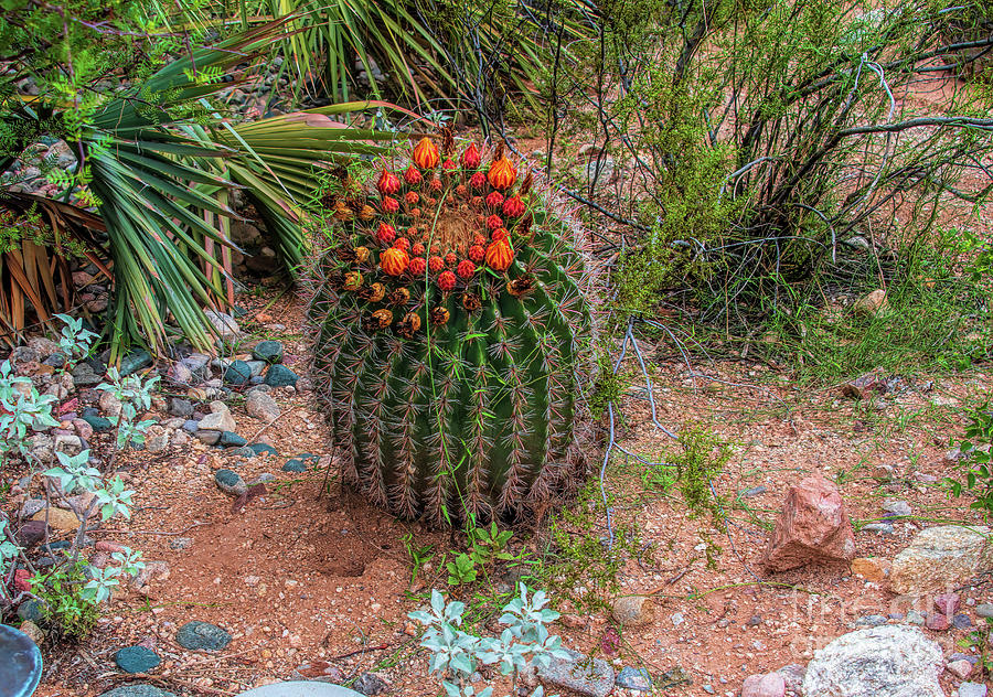  Fishhook Barrel Cactus Flowers Photograph by Diana Mary Sharpton