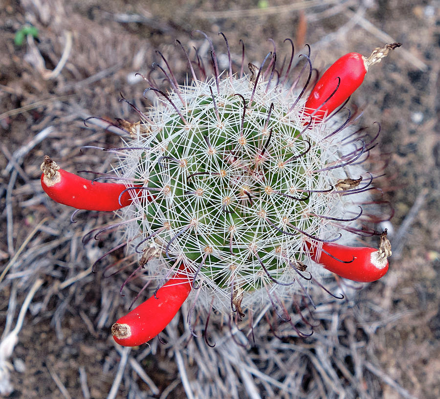 Grand Canyon National Park Photograph - Fishhook pincushion cactus close-up by Andy Millard