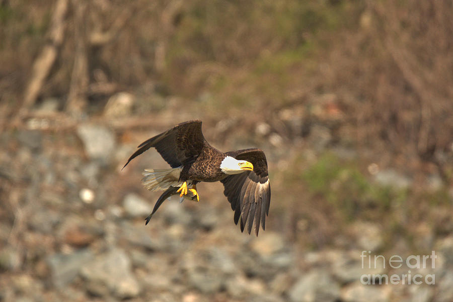 Fishing Bald Eagle Flying Over The Rocks Photograph by Adam Jewell