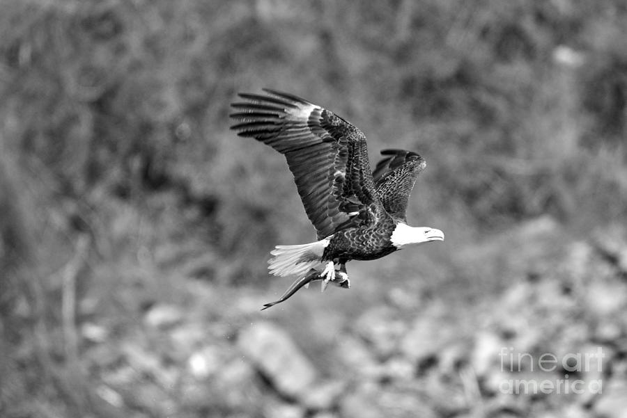 Fishing Bald Eagle Flying Over The Rocks Black And White Photograph by Adam Jewell