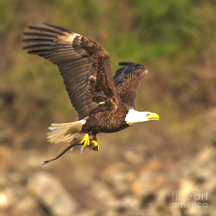 Fishing Bald Eagle Flying Over The Rocks Crop Photograph by Adam Jewell