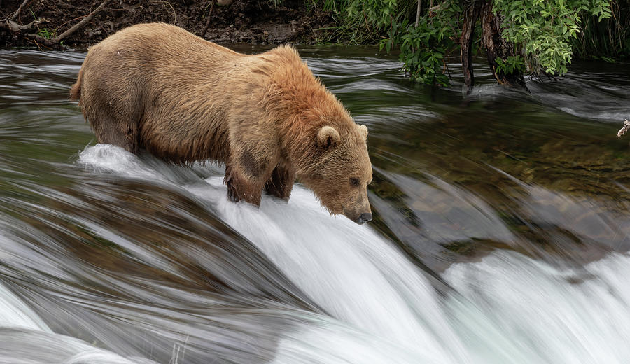 Fishing Bear Photograph by Randy Robbins