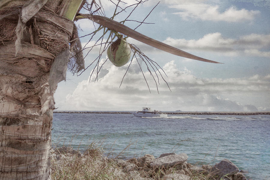 Fishing Boat framed in Beach Palms Photograph by Debra and Dave Vanderlaan