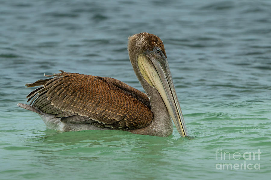 Fishing Brown Pelican Photograph by Nancy Gleason