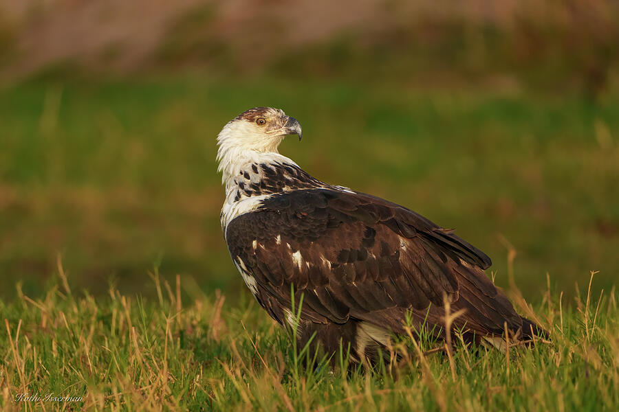 Fishing Eagle Eye Photograph by Kathi Isserman Fishing Eagle Eye Photograph by Kathi Isserman