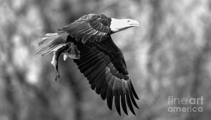 Fishing Eagle Flying Through The Trees Black And White Photograph by Adam Jewell