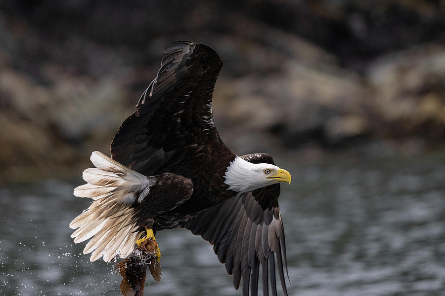 Fishing Eagle Up Close Photograph by Bill Cubitt