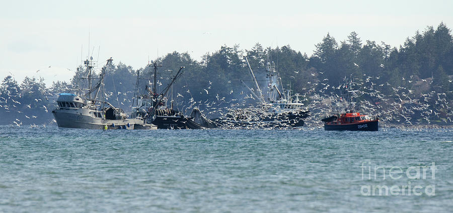 Fishing For Herring Vancouver Island Photograph by Bob Christopher