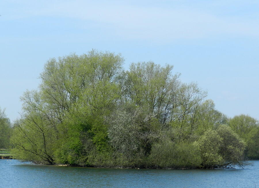 Fishing Lake Island Photograph by Lynne Iddon - Fine Art America