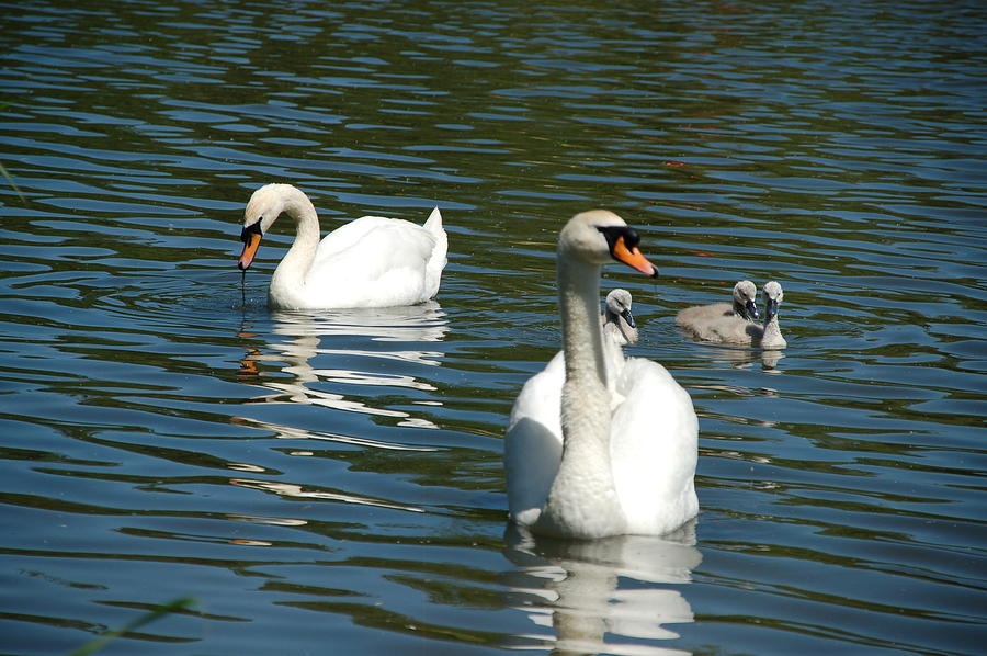 Swan Photograph -  Fishing Lake Swan Family by Lynne Iddon