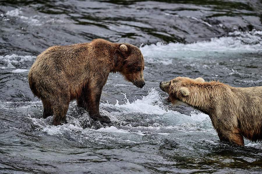 Fishing Lesson from Momma Bear - Brooks Falls, Katmai National Park, Alaska  Photograph by Amazing Action Photo Video