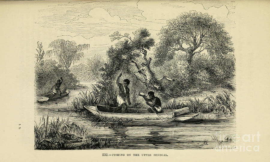 Fishing on the Upper Senegal river 1872 b1 Drawing by Historic  illustrations - Pixels