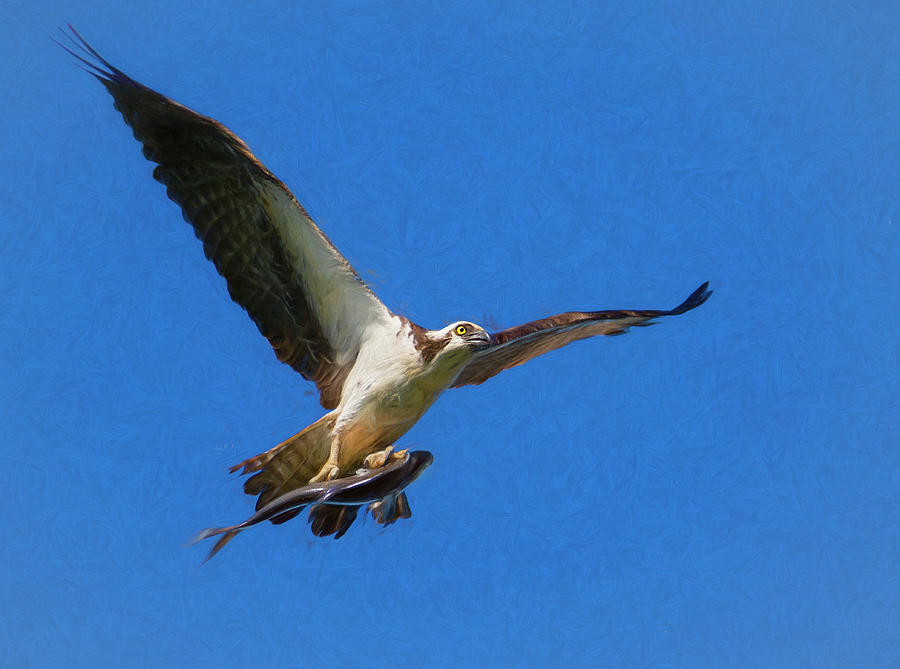 Fishing Osprey   Photograph by Art Cole