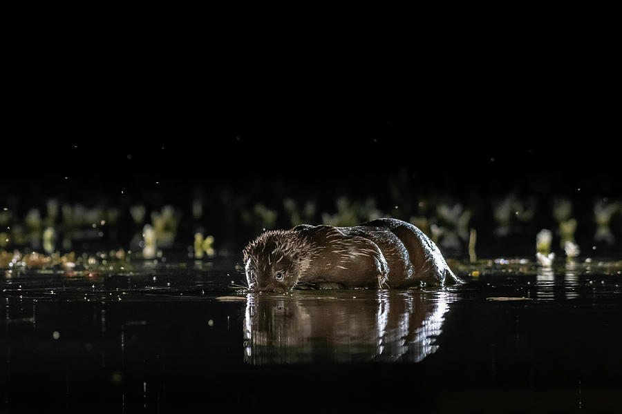 Fishing Otter Photograph by Mark Hunter