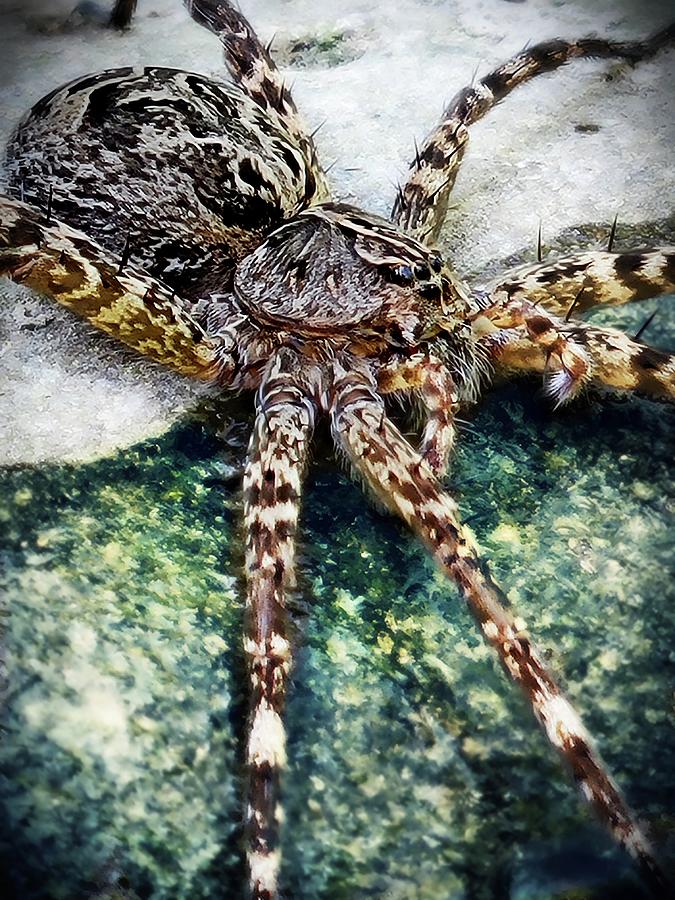 Fishing Spider Fishing  Photograph by Ally White