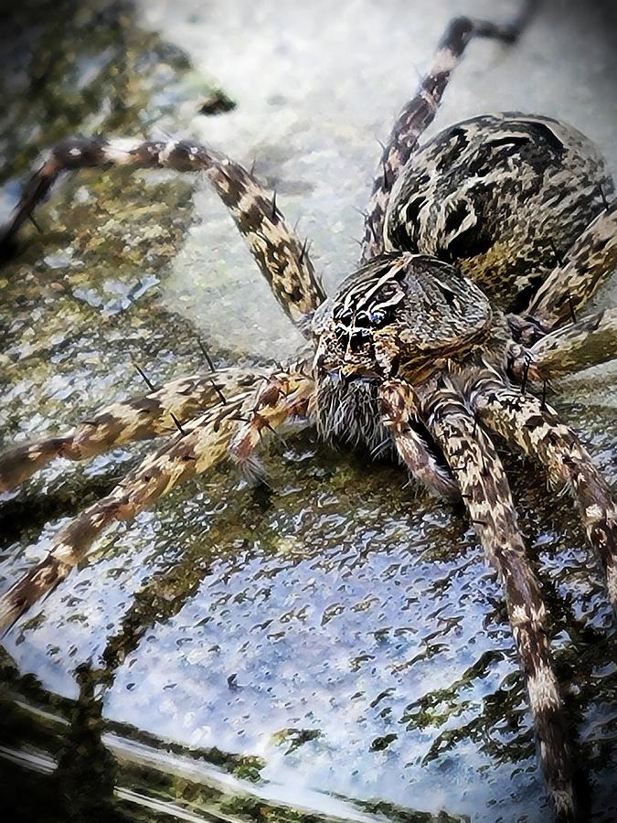 Fishing Spider Hunting  Photograph by Ally White